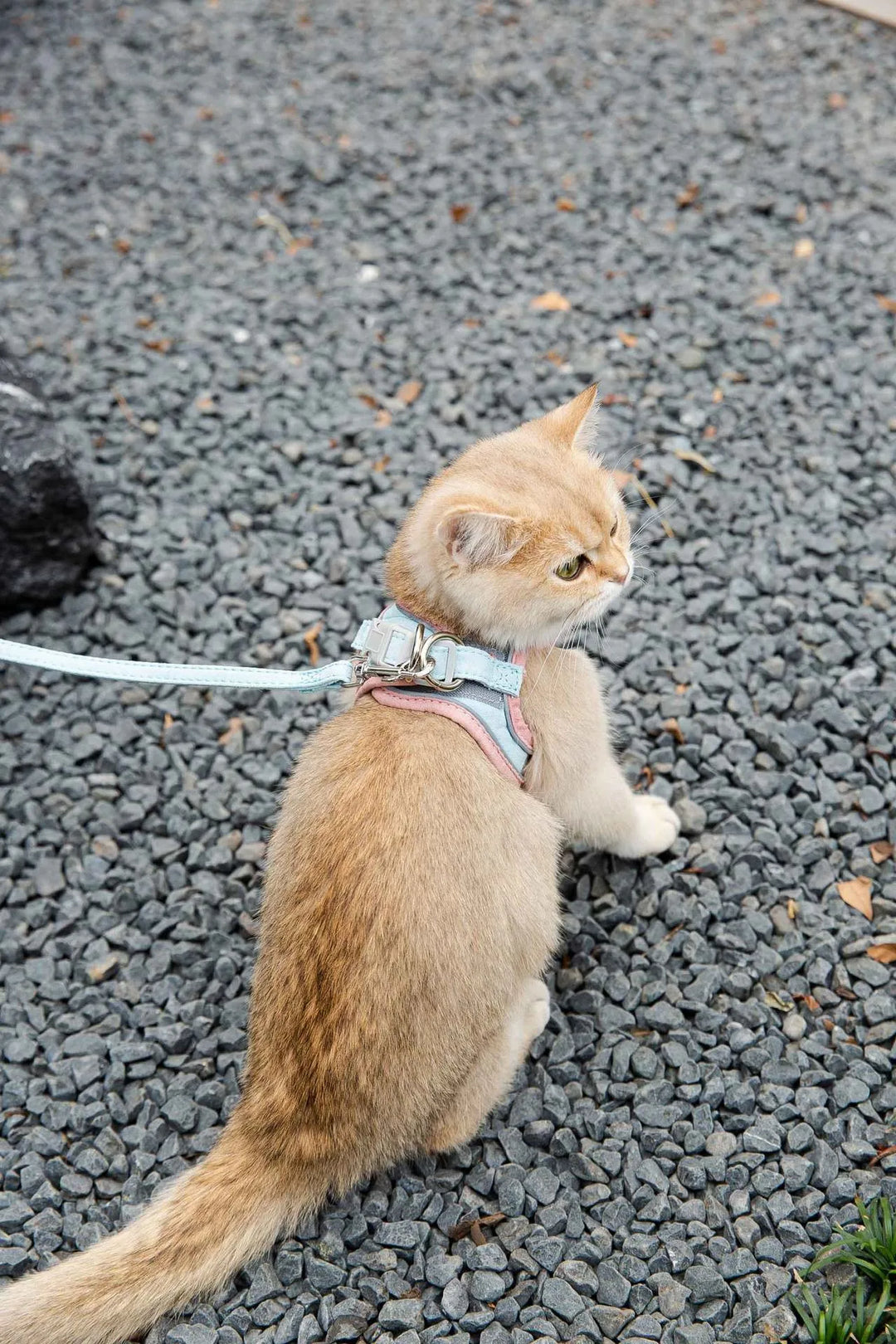 Pet Leash Cat Universal Chest Harness Dog Walking
